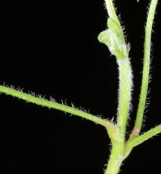 Image: P.B. Heenan © Landcare Research 2014 